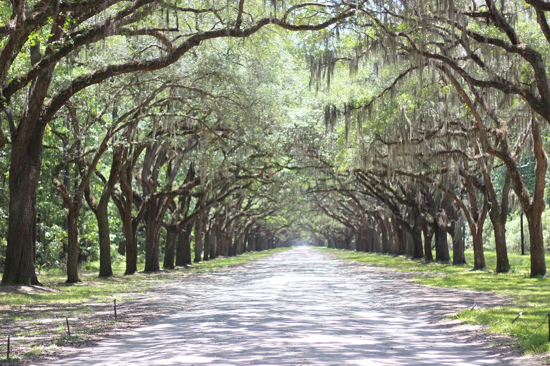 Avenue of moss-draped live oaks at Wormsloe Historic Site